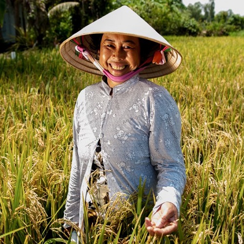 از زمین تا خانه: برنج کشاورز، به کام ما