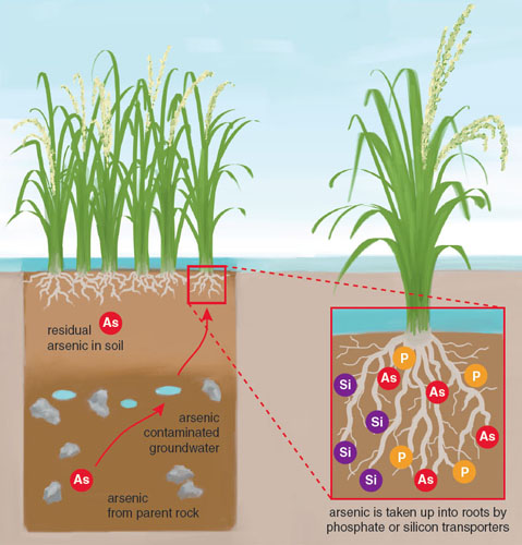 آرسنیک چیست؟ علت آلوده شدن برنج به آرسنیک چیست و چگونه سم آرسنیک در برنج را بشوییم؟