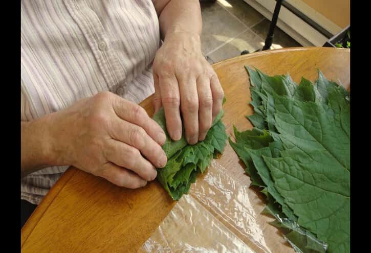 نگهداری برگ مو در سلفون (بهترین روش نگهداری برگ مو)
