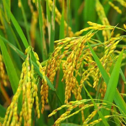 جلوگیری از آفات برنج با بسته بندی مناسب