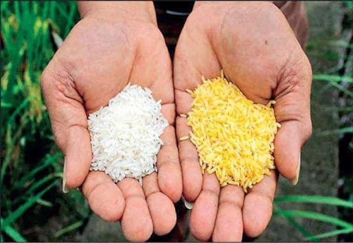 برنج طلایی چیست؟ همه چیز درمورد نحوه تولید و کاربردهای آن