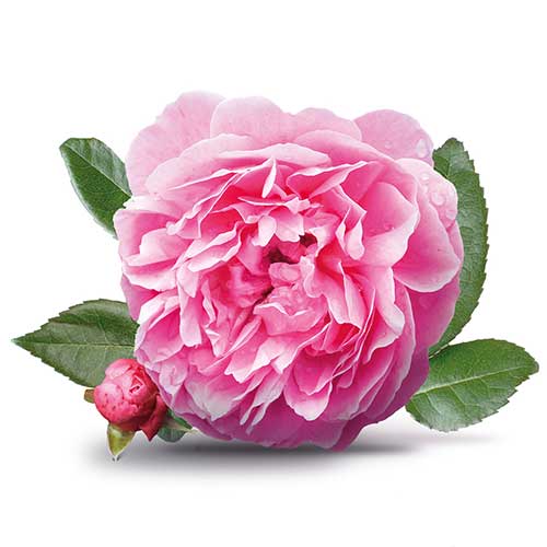 گلاب و گلاب گیری