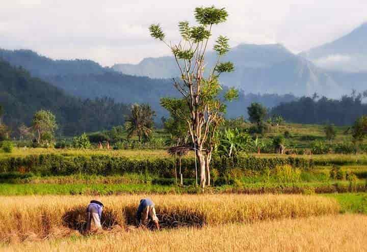 تاریخچه ی کشت برنج: از آسیا تا آمریکا