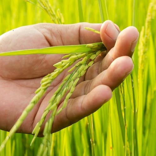 دور دنیا با برنج