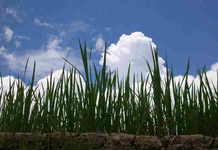 برنج C4 چیست؟