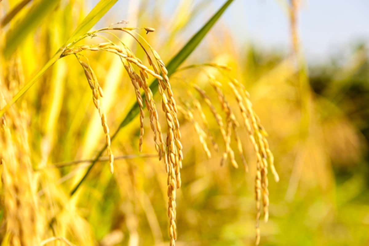  تولید برنج طلایی
