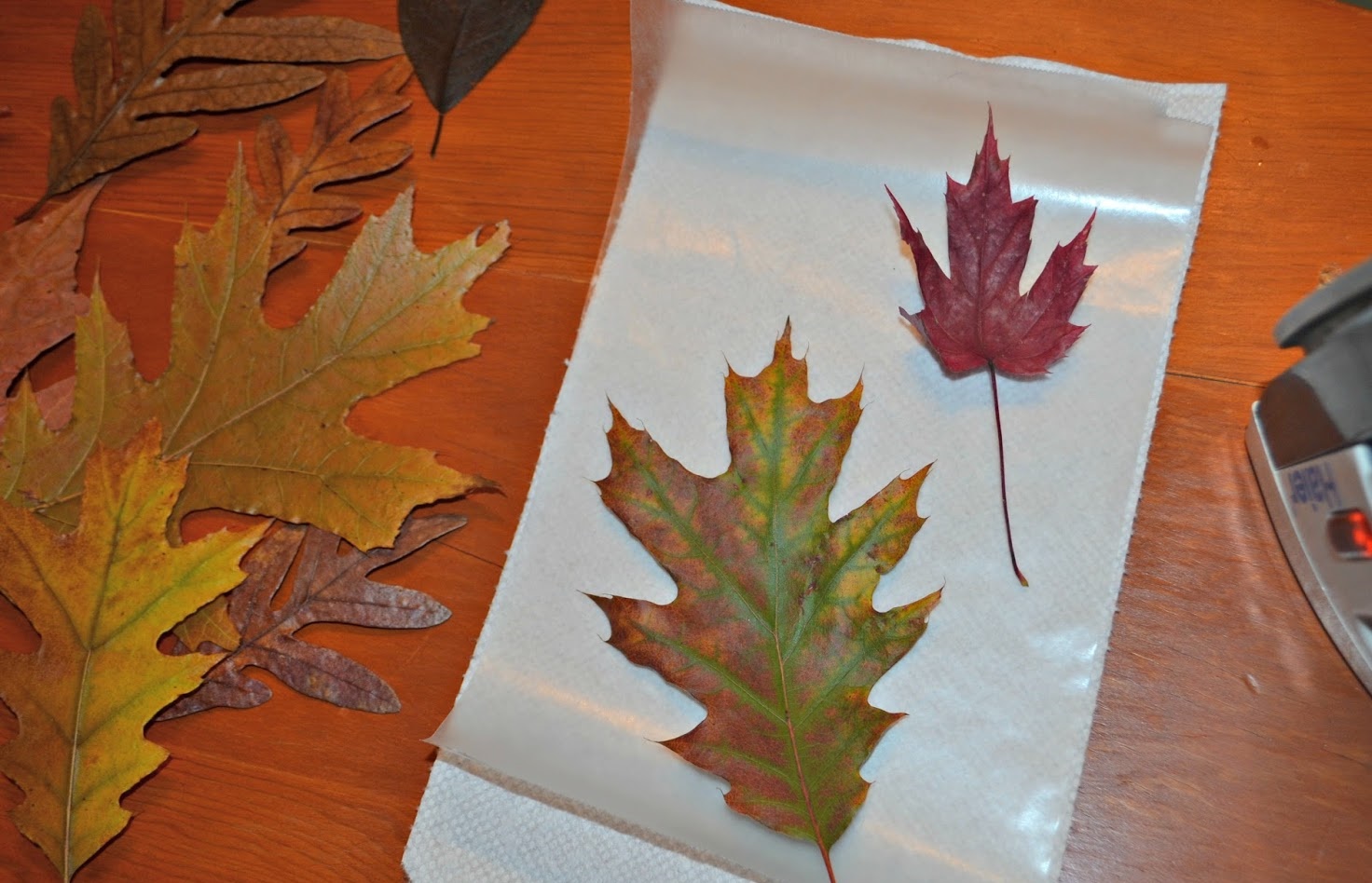 نگهداری و حفظ کردن برگ های پاییزی با کاغذ مومی