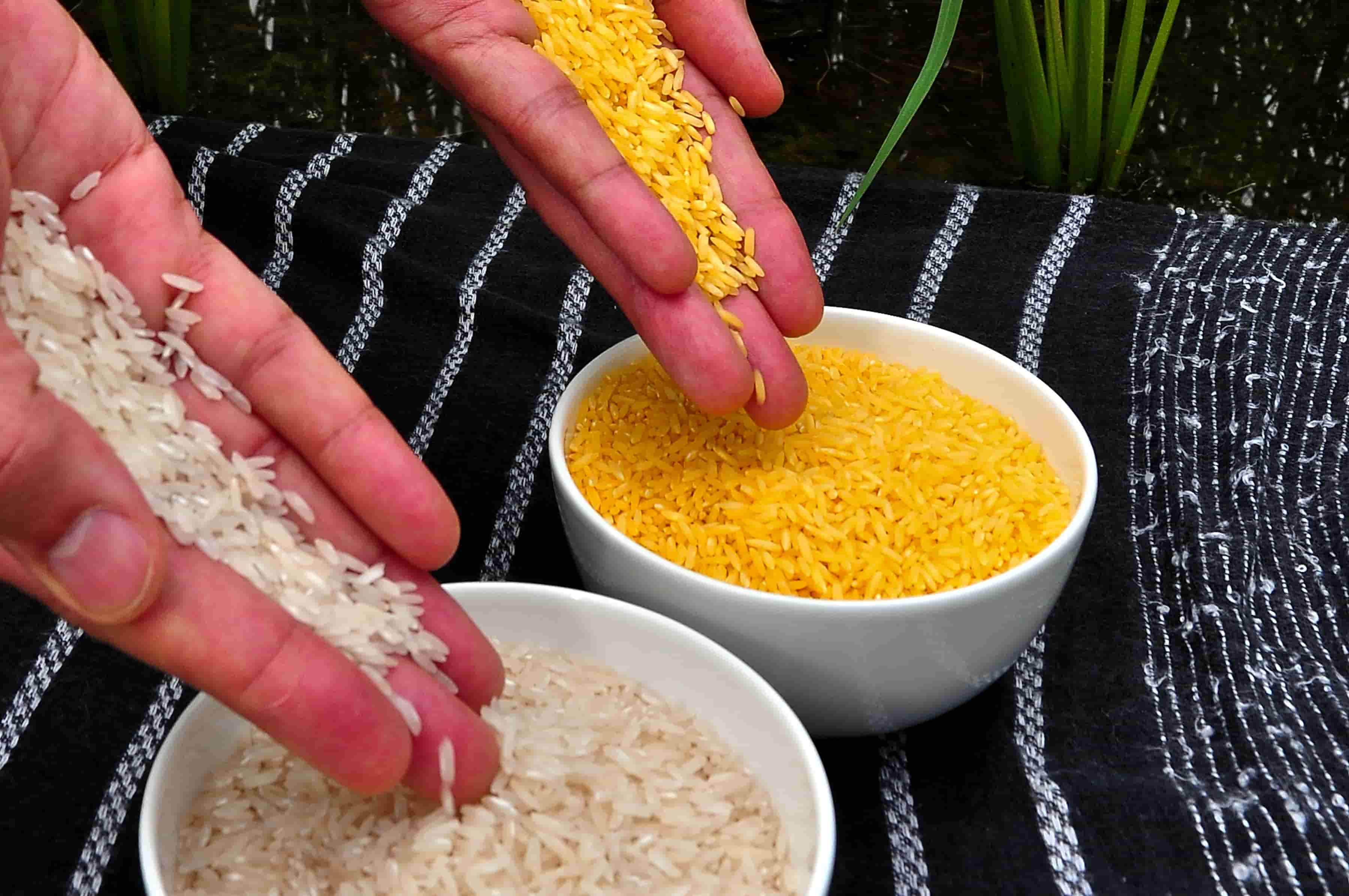  تفاوت برنج طلایی با برنج معمولی