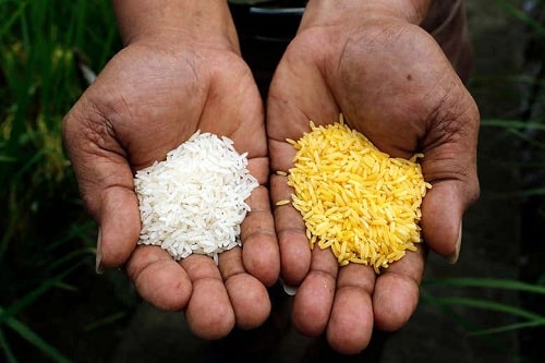 'برنج طلایی در مقایسه با برنج سفید