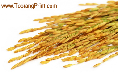 بسته بندی برنج